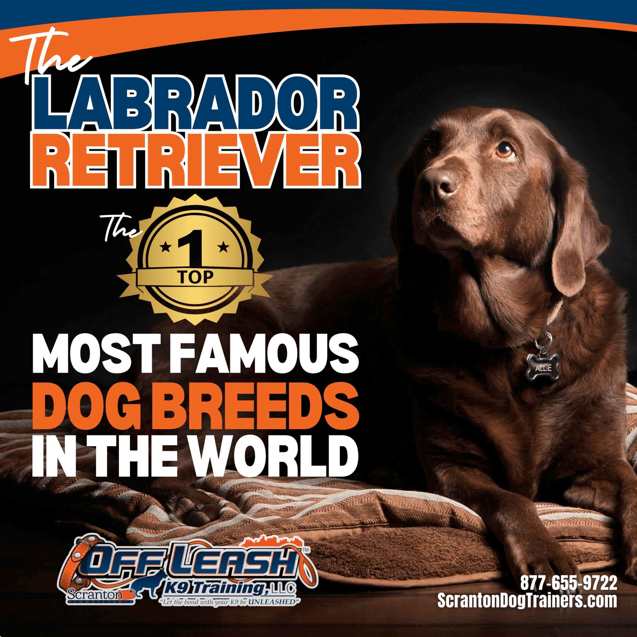 8 Powerful Traits of Labrador Retriever the World’s Top Dog