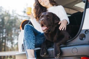 Traveling With Your Dog