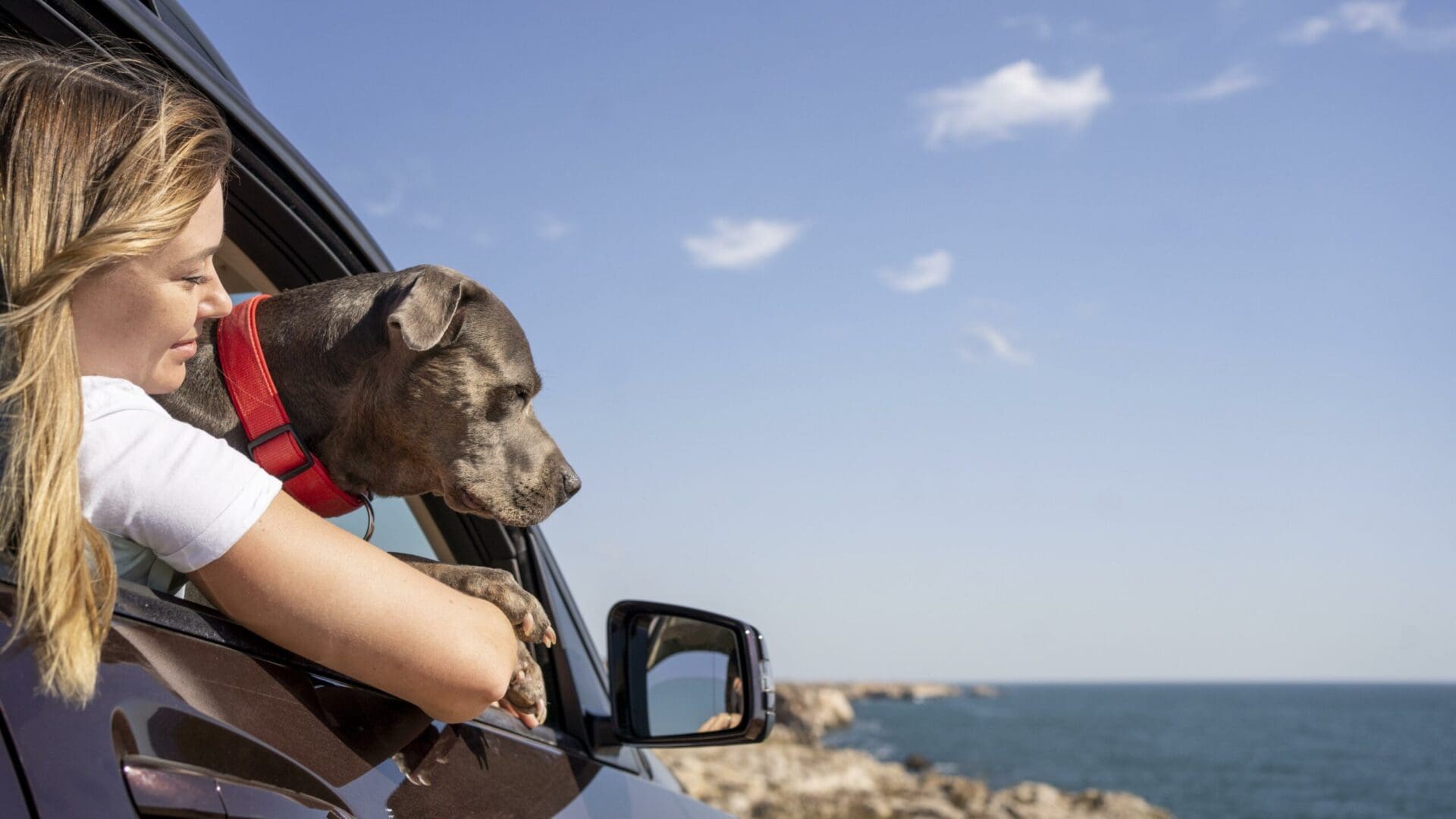 Traveling With Your Dog