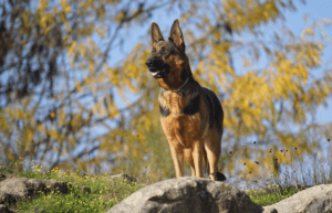 5 Interesting Facts Every German Shepherd Owner Should Know