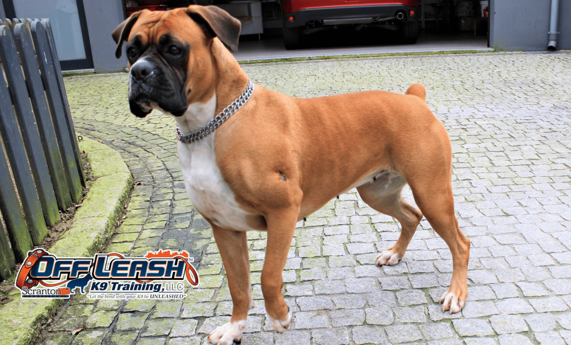 7 Powerful Boxer Dog Breed Facts Unleashed: Owner must know