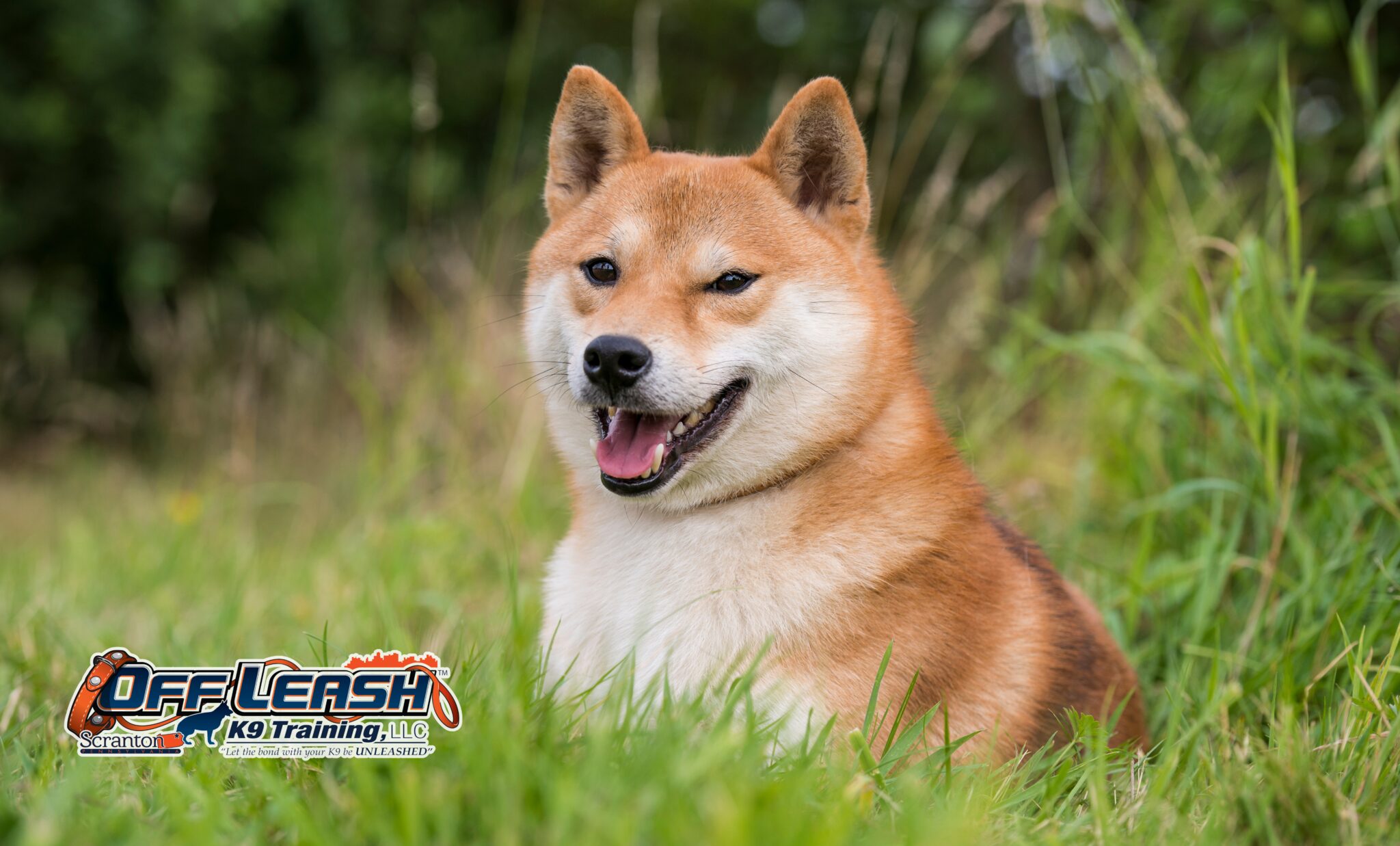 7 Powerful Truths About Shiba Inu