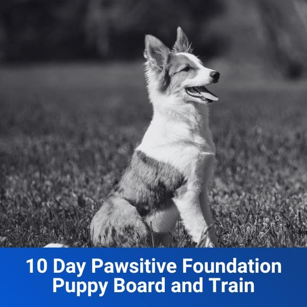 10 Day Pawsitive Foundation Puppy Board and Train