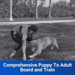Comprehensive Puppy To Adult Board and Train